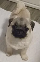 Rain - water lover!, a male Pug for sale in Whitwell, TN – Photo 2 of 9