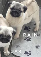 Rain - Sweet Chunkster, a male Pug for sale in Whitwell, TN – Photo 2 of 10