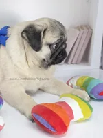 Rain - Sweet Chunkster, a male Pug for sale in Whitwell, TN – Photo 5 of 10