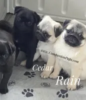 Rain - Sweet Chunkster, a male Pug for sale in Whitwell, TN – Photo 10 of 10
