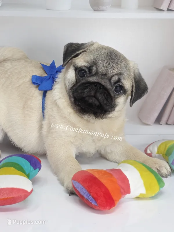 Rain - Sweet Chunkster – Pug puppy for sale in Whitwell, TN