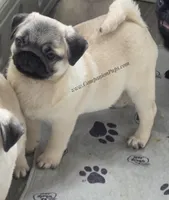 Rain - Sweet Chunkster, a male Pug for sale in Whitwell, TN – Photo 3 of 10