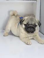 Rain - Compact Thick Boy, a male Pug for sale in Whitwell, TN – Photo 2 of 6