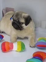 Rain - Sweet Chunkster, a male Pug for sale in Whitwell, TN – Photo 6 of 10