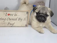 Rain - Compact Thick Boy, a male Pug for sale in Whitwell, TN – Photo 4 of 6