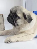 Rain - Compact Thick Boy, a male Pug for sale in Whitwell, TN – Photo 6 of 6