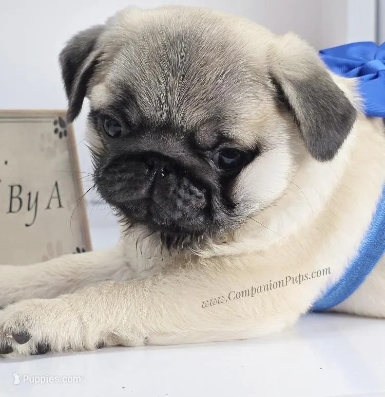 Rain - Compact Thick Boy