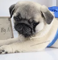 Rain - Compact Thick Boy, a male Pug for sale in Whitwell, TN – Photo 1 of 6