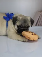 Rain - Sweet Chunkster, a male Pug for sale in Whitwell, TN – Photo 7 of 10