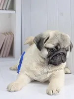 Rain - Compact Thick Boy, a male Pug for sale in Whitwell, TN – Photo 5 of 6