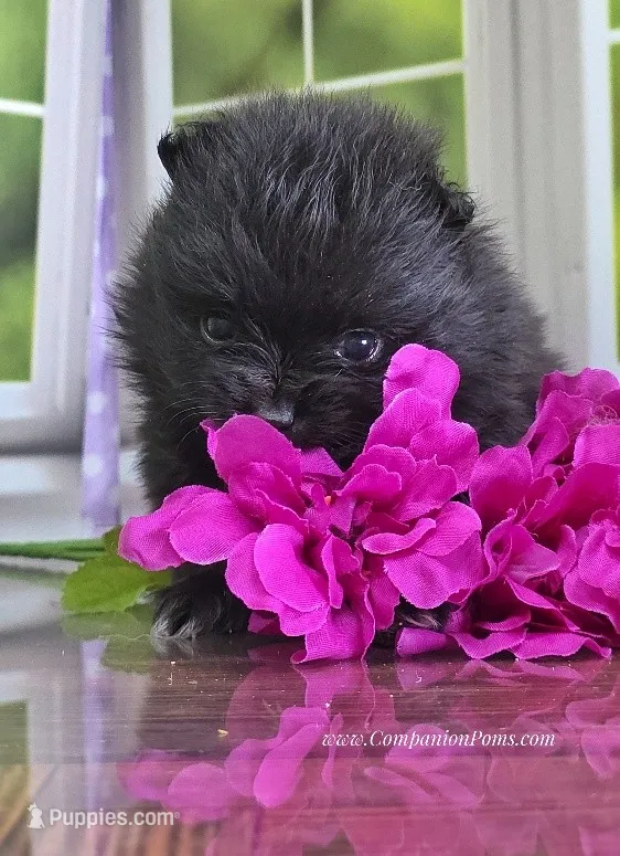 C Video - Super Silly Confident - Black Boy – Pomeranian puppy for sale in Whitwell, TN