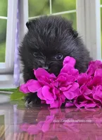 Super Fun - Black Boy, a male Pomeranian for sale in Whitwell, TN – 2 of 5