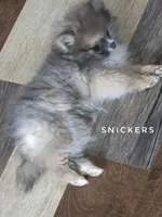 💙 Snickers –Expected to be 3.5-4lbs -Rare Blue Sable Pomeranian Boy 💙🐾, a male Pomeranian for sale in Whitwell, TN – 8 of 10