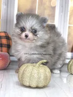 Candace Girl - Silvery Blue Merle - One Blue Eye, a female Pomeranian for sale in Whitwell, TN – 3 of 8