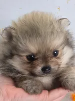 Cream Sable w/Irish Markings Girl, a female Pomeranian for sale in Whitwell, TN – 4 of 7