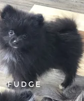 Fudge - Expected to be 4.5 pounds, a male Pomeranian for sale in Whitwell, TN – 5 of 10