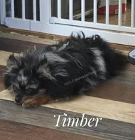 LOYAL! - Timber -Would be a great ESA Dog, a male Pomeranian for sale in Whitwell, TN – 4 of 10