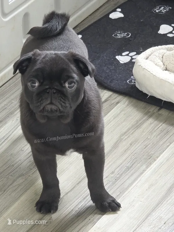Tiny Girl - Amazing Structure - Playful, CH lines – Pug puppy for sale in Whitwell, TN