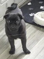 Tiny Girl - Amazing Structure - Playful, CH lines, a female Pug for sale in Whitwell, TN – 6 of 7