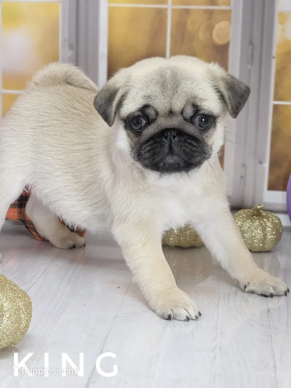 King - Tiny Male Ready Now!  - Silver Fawn – Pug puppy for sale in Whitwell, TN