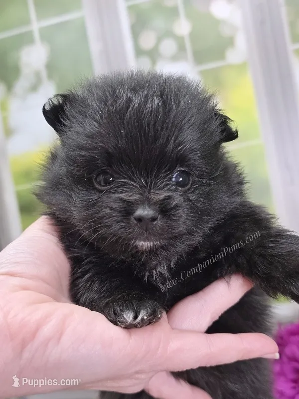 Super Silly Confident - Black Boy – Pomeranian puppy for sale in Whitwell, TN