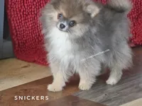 💙 Snickers –Expected to be 3.5-4lbs -Rare Blue Sable Pomeranian Boy 💙🐾, a male Pomeranian for sale in Whitwell, TN – 1 of 10