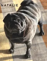 💕 Natalie – Gorgeous Fawn Female Pug • Champion-Filled Pedigree!, a female Pug for sale in Whitwell, TN – 5 of 5