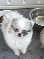 True Blue Merle - Sebastian, a male Pomeranian for sale in Whitwell, TN – Photo 6 of 6