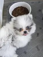 True Blue Merle - Sebastian, a male Pomeranian for sale in Whitwell, TN – Photo 1 of 6