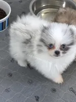 True Blue Merle - Sebastian, a male Pomeranian for sale in Whitwell, TN – Photo 4 of 6