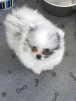 True Blue Merle - Sebastian, a male Pomeranian for sale in Whitwell, TN – Photo 5 of 6