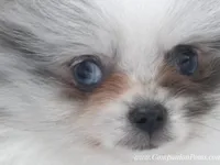 True Blue Merle - Sebastian, a male Pomeranian for sale in Whitwell, TN – Photo 2 of 6