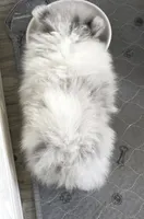 True Blue Merle - Sebastian, a male Pomeranian for sale in Whitwell, TN – Photo 3 of 6