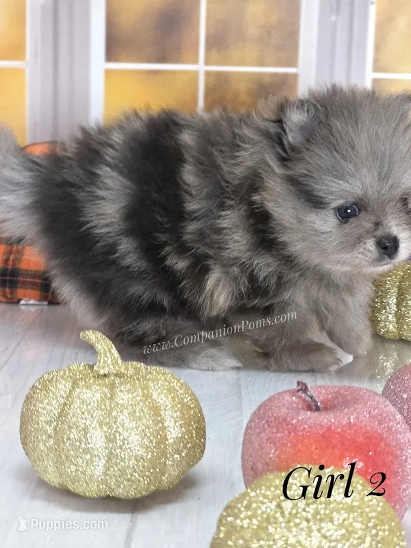 Zara's Girl #2 Blue Merle Silver Face – Pomeranian puppy for sale in Whitwell, TN