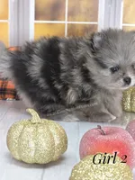 Zara's Girl #2 Blue Merle Silver Face, a female Pomeranian for sale in Whitwell, TN – 2 of 7