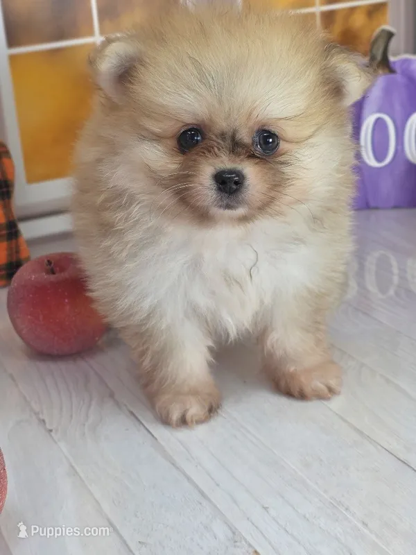 Apricot -Orange Merle Girl - Ready Oct 12th! – Pomeranian puppy for sale in Whitwell, TN