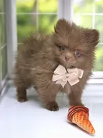 Spring Sale - CJ - C Video, a male Pomeranian for sale in Whitwell, TN – Photo 1 of 7