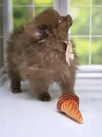 Spring Sale - CJ - C Video, a male Pomeranian for sale in Whitwell, TN – Photo 5 of 7