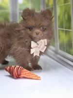 Spring Sale - CJ - C Video, a male Pomeranian for sale in Whitwell, TN – Photo 7 of 7