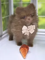 Spring Sale - CJ - C Video, a male Pomeranian for sale in Whitwell, TN – Photo 4 of 7