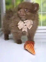 Spring Sale - CJ - C Video, a male Pomeranian for sale in Whitwell, TN – Photo 3 of 7