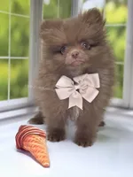 Spring Sale - CJ - C Video, a male Pomeranian for sale in Whitwell, TN – Photo 6 of 7