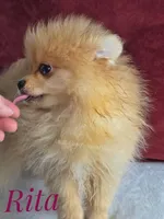 Rare Orange w/Blue Eyes - Tiny Female - Rita, a female Pomeranian for sale in Whitwell, TN – 7 of 10