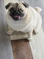 Champion Sired - Skip the Young Puppy Stage! , a female Pug for sale in Whitwell, TN – 6 of 10