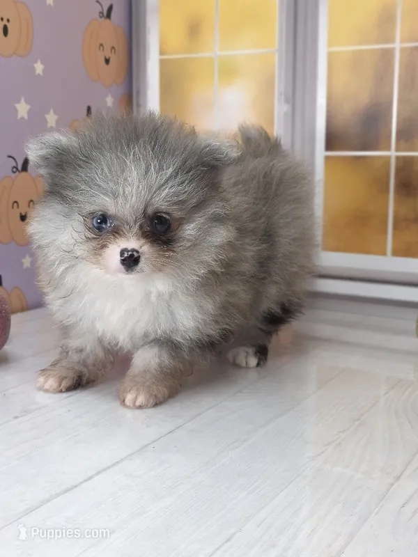 Blueberry - Dark Silver Grey - Blue Merle - One Blue Eye – Pomeranian puppy for sale in Whitwell, TN