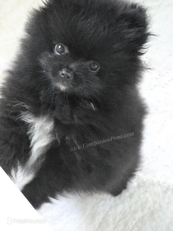 LB - Playful Little Fluff Ball – Pomeranian puppy for sale in Whitwell, TN