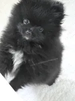 LB - Playful Little Fluff Ball, a male Pomeranian for sale in Whitwell, TN – 1 of 10