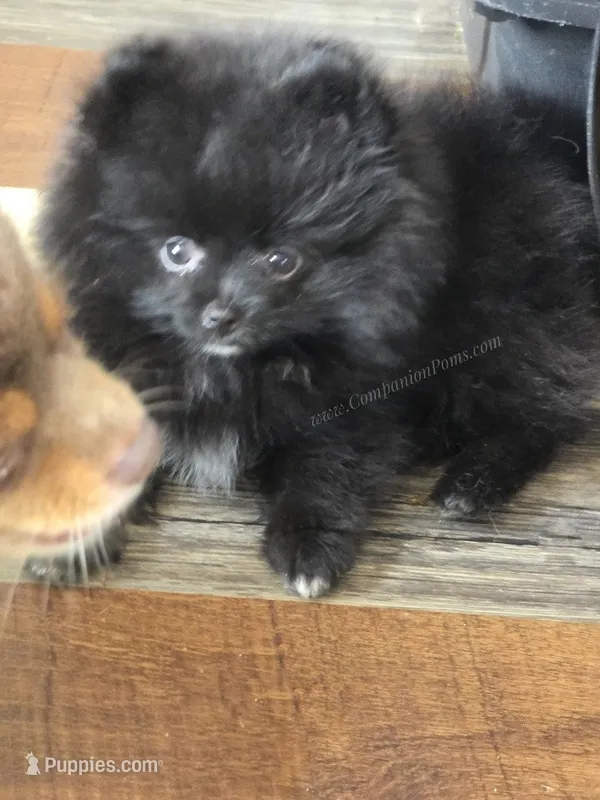 LB - Playful Little Fluff Ball – Pomeranian puppy for sale in Whitwell, TN