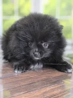 LB - Playful Little Fluff Ball, a male Pomeranian for sale in Whitwell, TN – 10 of 10
