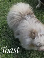 Toast - Lavender Merle, a male Pomeranian for sale in Whitwell, TN – 6 of 6